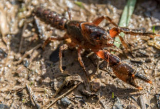 Narracan Burrowing Crayfish