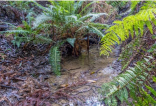 Narracan Burrowing Crayfish Habitat
