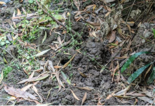 Narracan Burrowing Crayfish Habitat