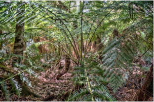 Strzelecki Burrowing Crayfish Habitat