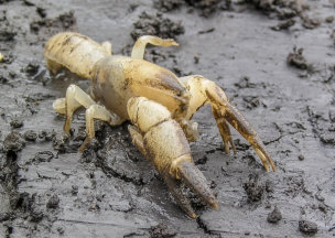 Warragul Burrowing Crayfish