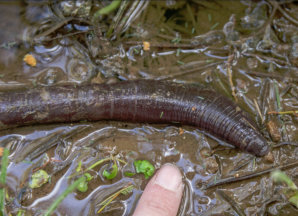 Giant Gippsland Earthworm (GGE)