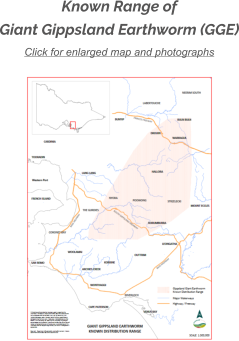 Click for enlarged map and photographs Known Range of Giant Gippsland Earthworm (GGE)