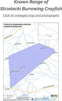 Click for enlarged map and photographs Known Range of Strzelecki Burrowing Crayfish