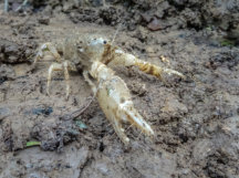 Gippsland Burrowing Crayfish - Colour Variation 1