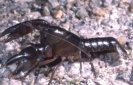 Granular Burrowing Crayfish (Photo: Greg Hollis)