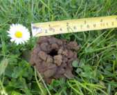 Chimneys composed of small, regular spherical balls of soil