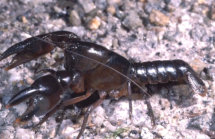 Granular Burrowing Crayfish (Photo: Greg Hollis)